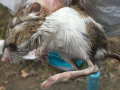 Dipodomys californicus