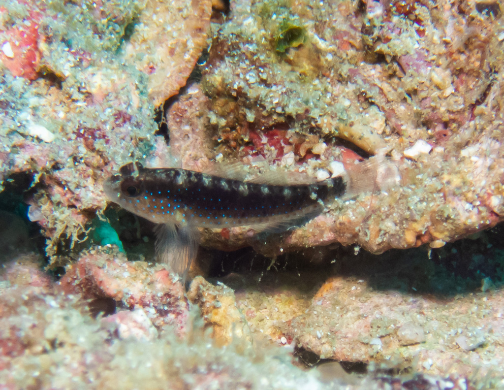 Bluespotted Goby
