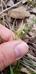 Carex planostachys