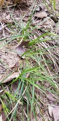 Carex planostachys
