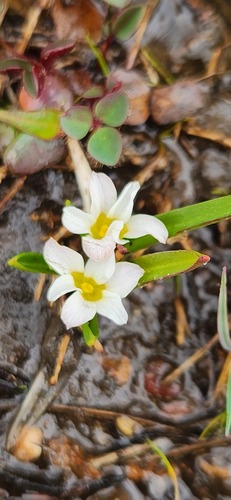 mini Galaxy (Moraea minima)