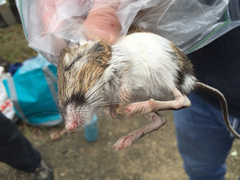 Dipodomys californicus