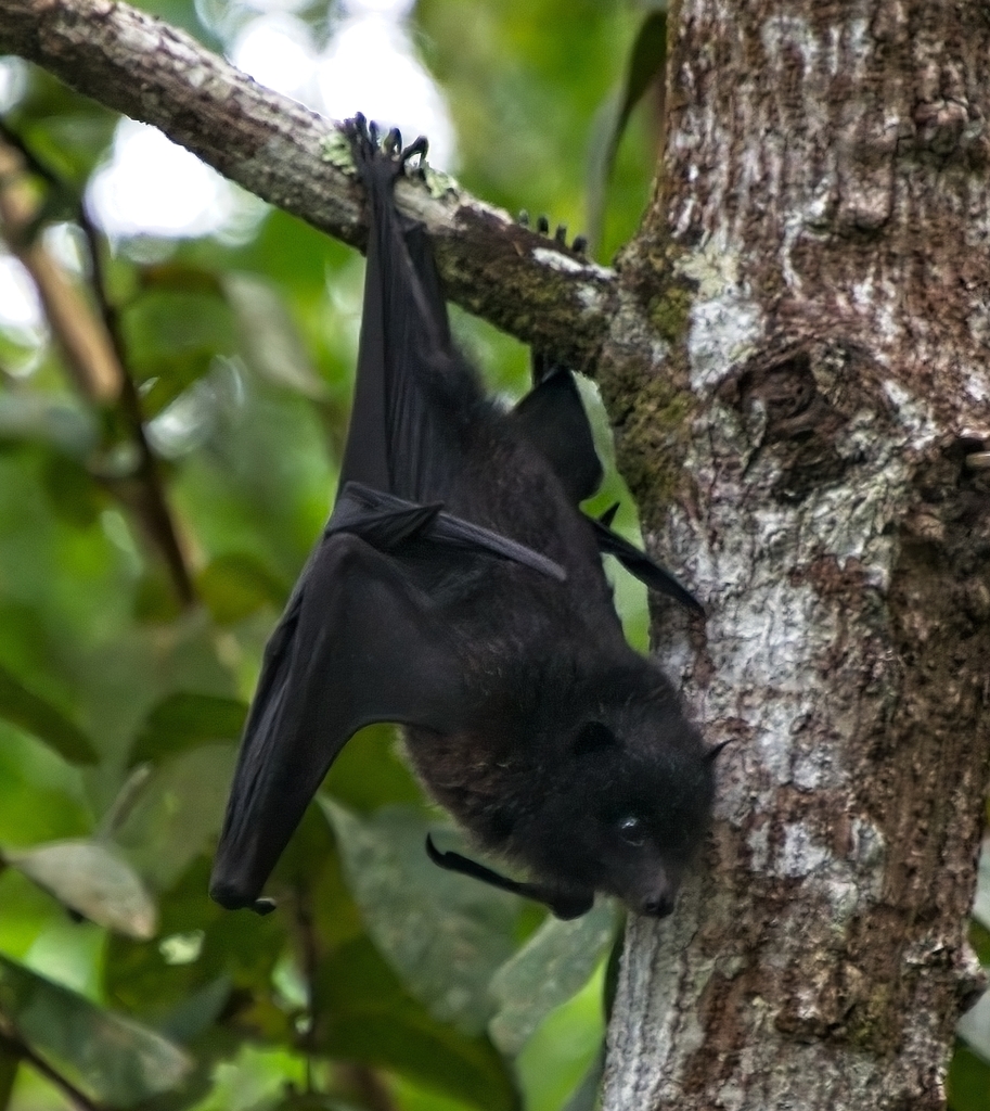Black-eared Flying-fox