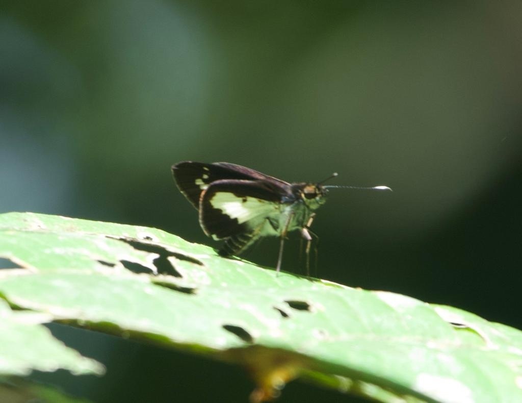 White-clubbed Swift (Sabera caesina)