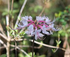 Rhododendron canescens image