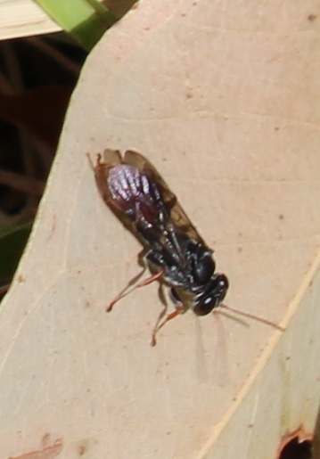 Pison from Smiths Lake NSW 2428, Australia on November 2, 2023 at 11:58 ...