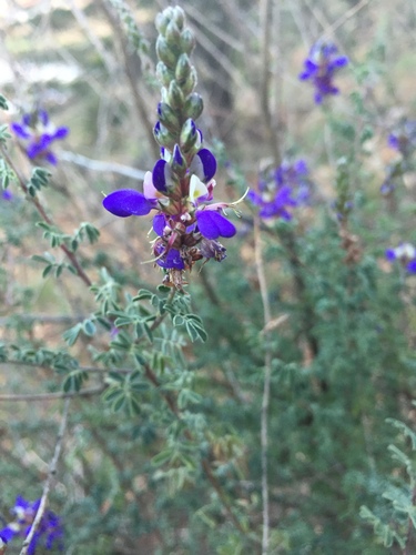 Silver prairie clover (Dalea bicolor)