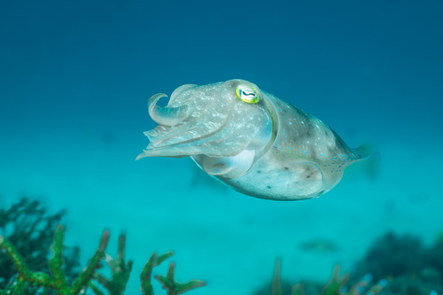 Broadclub Cuttlefish — seen at this dive site