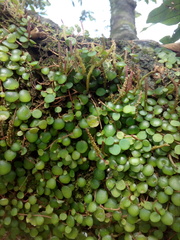 Peperomia rotundifolia