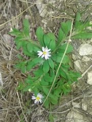 Chaetopappa bellidifolia