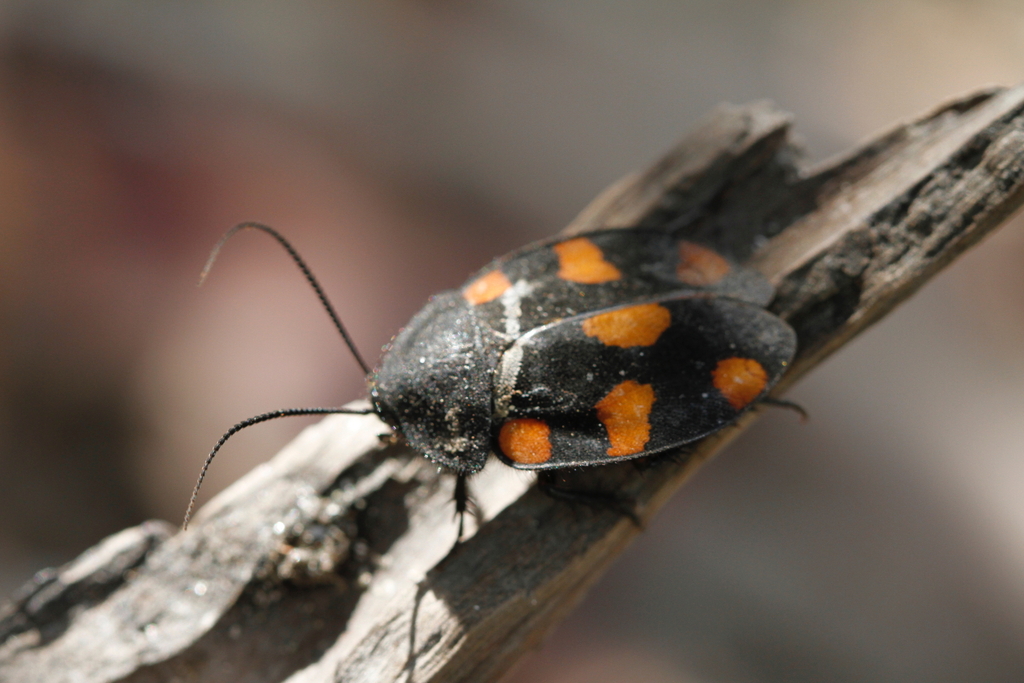 Therea nuptialis from Kalpitiya, LK-PX, LK on October 3, 2016 at 05:05 ...