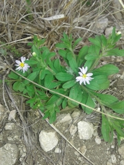 Chaetopappa bellidifolia