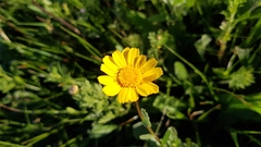 Glossopappus macrotus