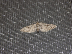 Eupithecia bolterii