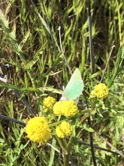 Callophrys
