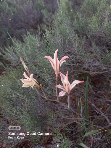 Image of Gladiolus floribundus by (c) kevin koen, some rights reserved (CC BY-SA)