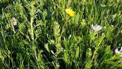 Glossopappus macrotus