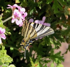 Iphiclides feisthamelii
