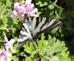 Iphiclides feisthamelii
