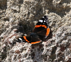 Vanessa atalanta