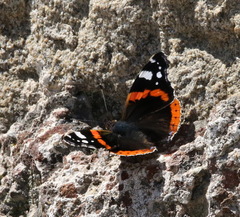 Vanessa atalanta