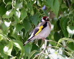 Carduelis carduelis