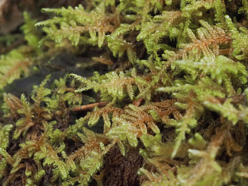 Brotherella canadensis