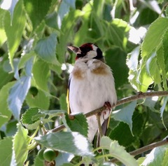 Carduelis carduelis