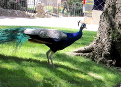 Pavo cristatus