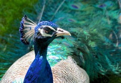 Pavo cristatus