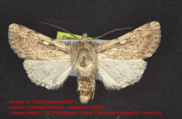 Protogygia elevata