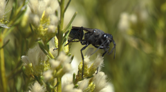 Stangeella cyaniventris