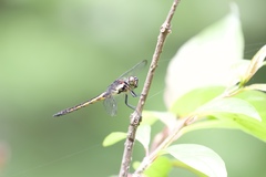 Libellula incesta