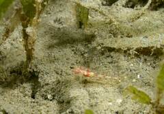 Kuna Goby photo 5