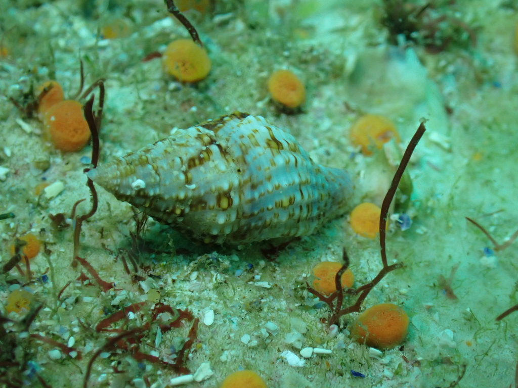 Prodotia iostoma from North-West Solitary Island, New South Wales ...