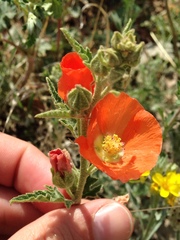 Sphaeralcea hastulata