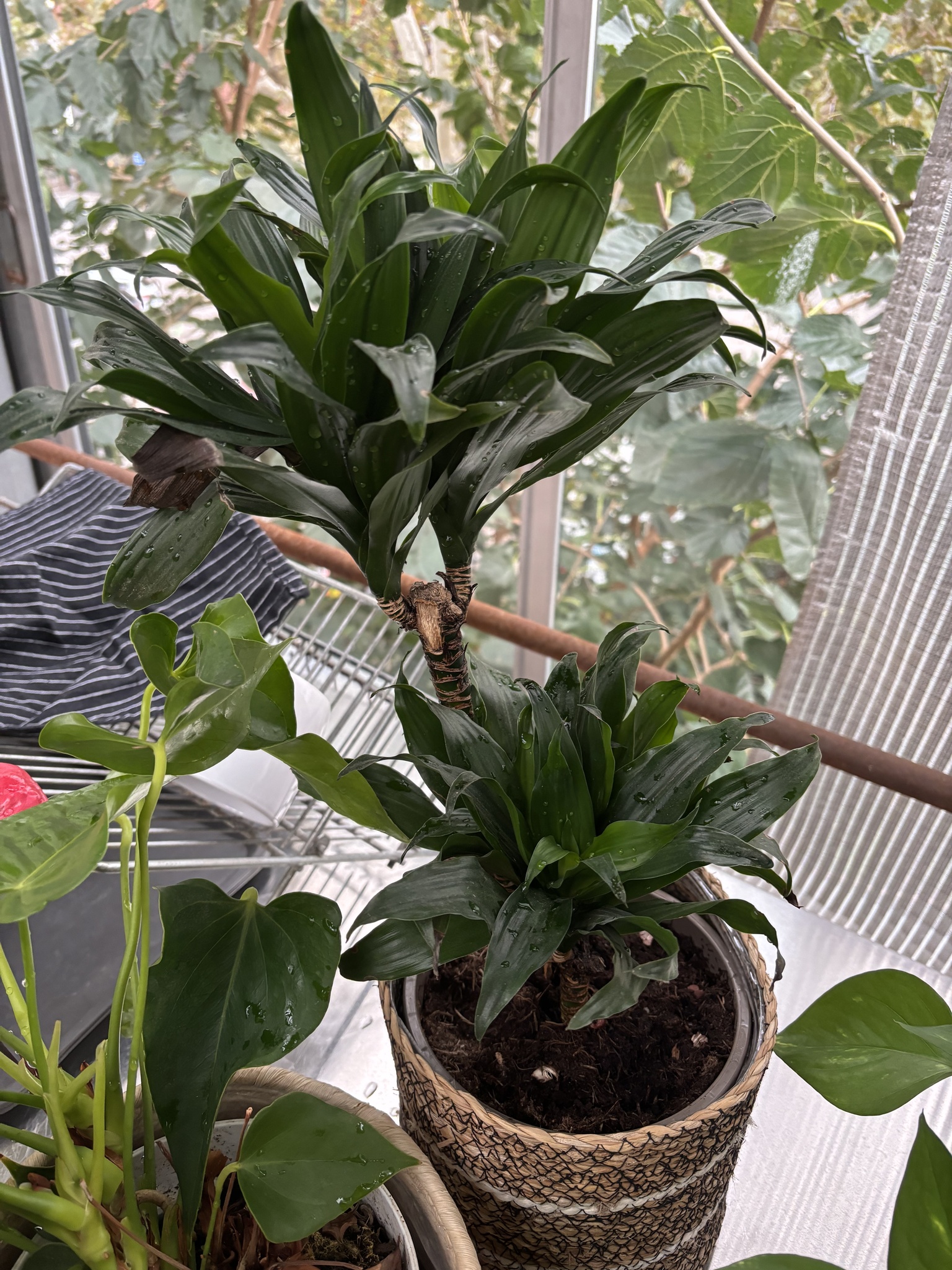 Dracaena acaulis  iNaturalist