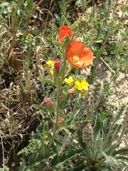 Sphaeralcea hastulata