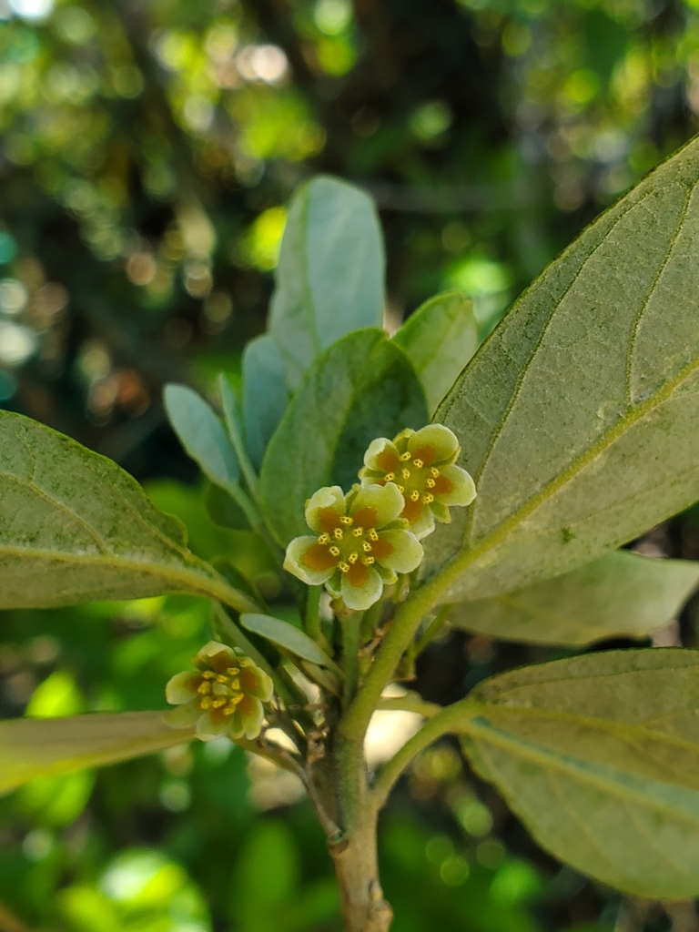 Wild Peach