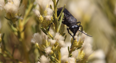 Stangeella cyaniventris