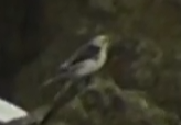 Plectrophenax nivalis