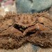 Hairy Porcelain Crab - Photo (c) Calum McLennan, some rights reserved (CC BY-NC), uploaded by Calum McLennan