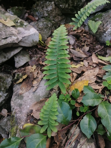 Polypodium plesiosorum, photograph 3