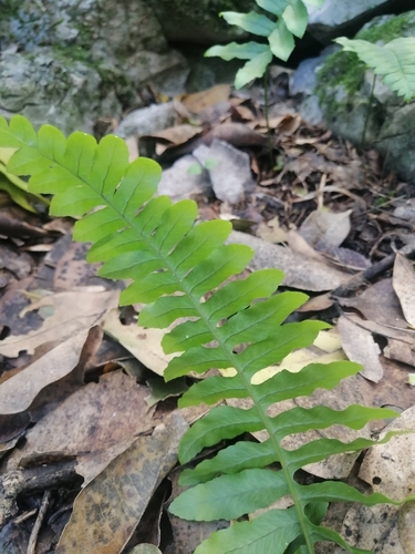 Polypodium plesiosorum, photograph 4