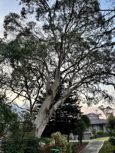 Eucalyptus bicostata, photographed by an iNaturalist contributor