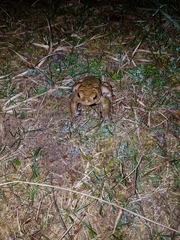 Bufo bufo