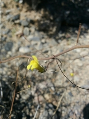 Neogaerrhinum filipes