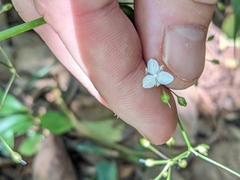Tahitian Bridal Veil (Gibasis pellucida)