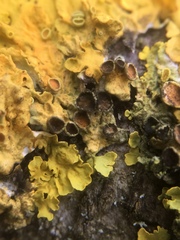 Xanthoriicola physciae