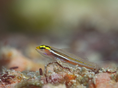 Yellow and Whitestriped Pygmygoby photo 2